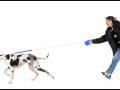 Extreme Leash Pulling Extreme Leash Pulling