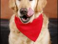 What’s in your Dog’s Food? What’s in your Dog’s Food?