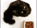 What’s a good quality cat food? What’s a good quality cat food?