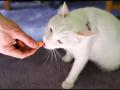Human Food for Cats Human Food for Cats