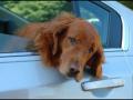 Dog constantly crying in the car Dog constantly crying in the car