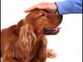 Letting strangers pet your dog Letting strangers pet your dog