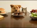Help… my pet is starving! Help… my pet is starving!