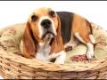 Dog Beds Dog Beds