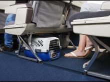 Flying With Your Cat Flying With Your Cat