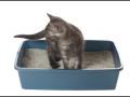 Eliminating a Litter Box Eliminating a Litter Box