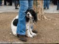 Dogs afraid of their surroundings Dogs afraid of their surroundings