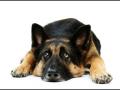 Potty Training Dogs Potty Training Dogs