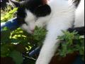 Catnip Catnip