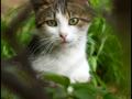 Roaming cats can be a problem Roaming cats can be a problem