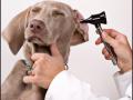 3 signs of canine ear infections 3 signs of canine ear infections