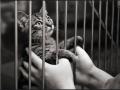 Finding Lost Cats Finding Lost Cats