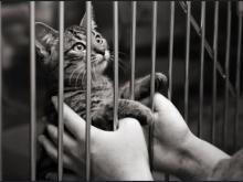 Finding Lost Cats Finding Lost Cats