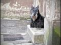 52 – Neglecting your dog – unintentional neglect – Interview with Tenderfoot Training 52 – Neglecting your dog – unintentional neglect – Interview with Tenderfoot Training
