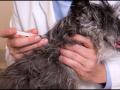 50 – Vaccinating dogs – Interview with Dr. Lee 50 – Vaccinating dogs – Interview with Dr. Lee