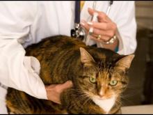 51 – Vaccinating cats – Interview with Dr. Lee 51 – Vaccinating cats – Interview with Dr. Lee