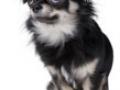 44 – Anal sac problems and scooting – Pet podcast – Interview with Dr. Lee 44 – Anal sac problems and scooting – Pet podcast – Interview with Dr. Lee