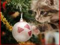 45 – Holiday hazards for cats & dogs – Pet podcast – Interview with Dr. Lee 45 – Holiday hazards for cats & dogs – Pet podcast – Interview with Dr. Lee