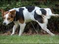 46 – Getting your dog to do its business on command – Interview with Tenderfoot Training 46 – Getting your dog to do its business on command – Interview with Tenderfoot Training
